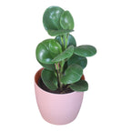 Peperomia (Green) Plant