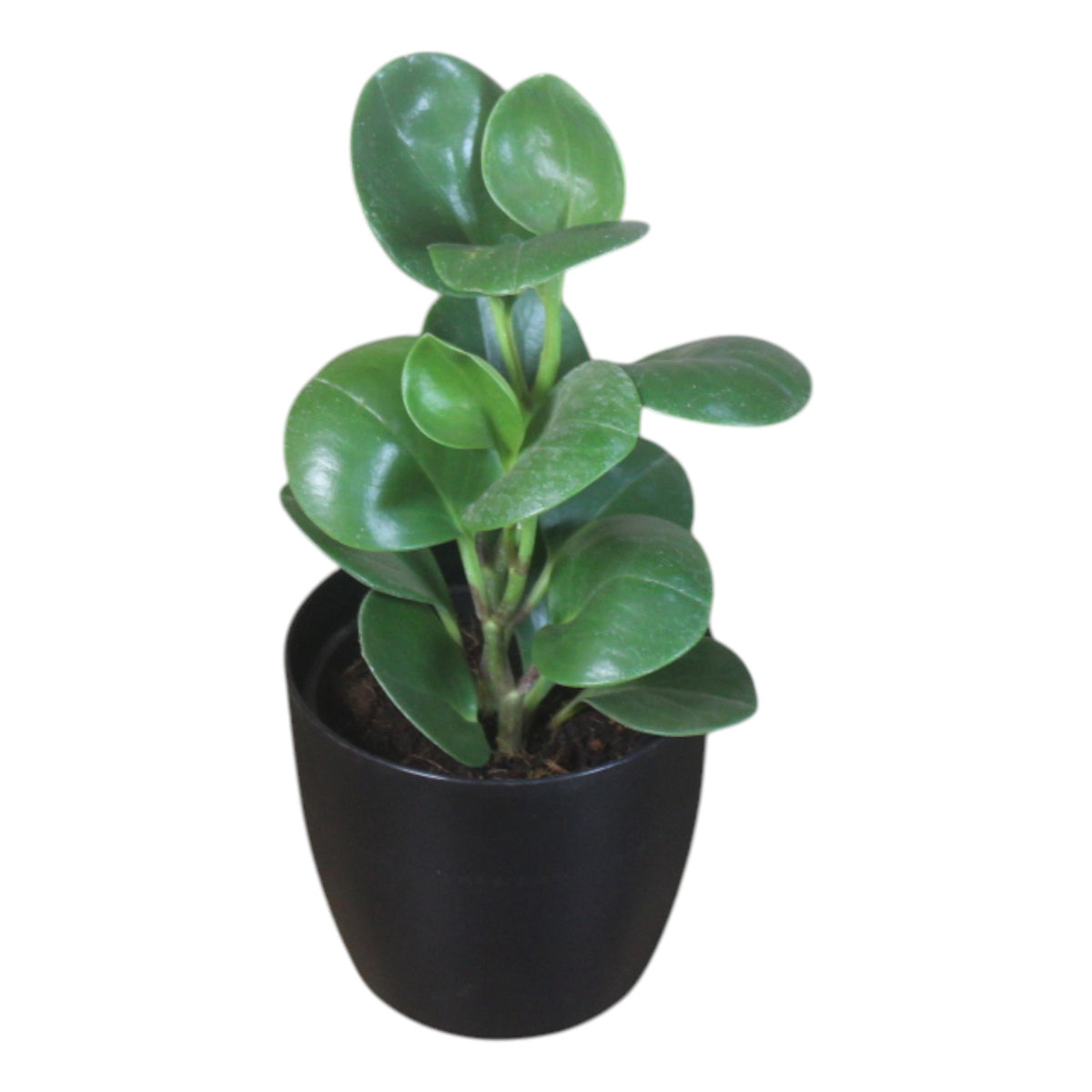 Peperomia (Green) Plant