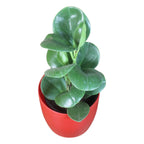 Peperomia (Green) Plant