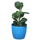 Peperomia (Green) Plant