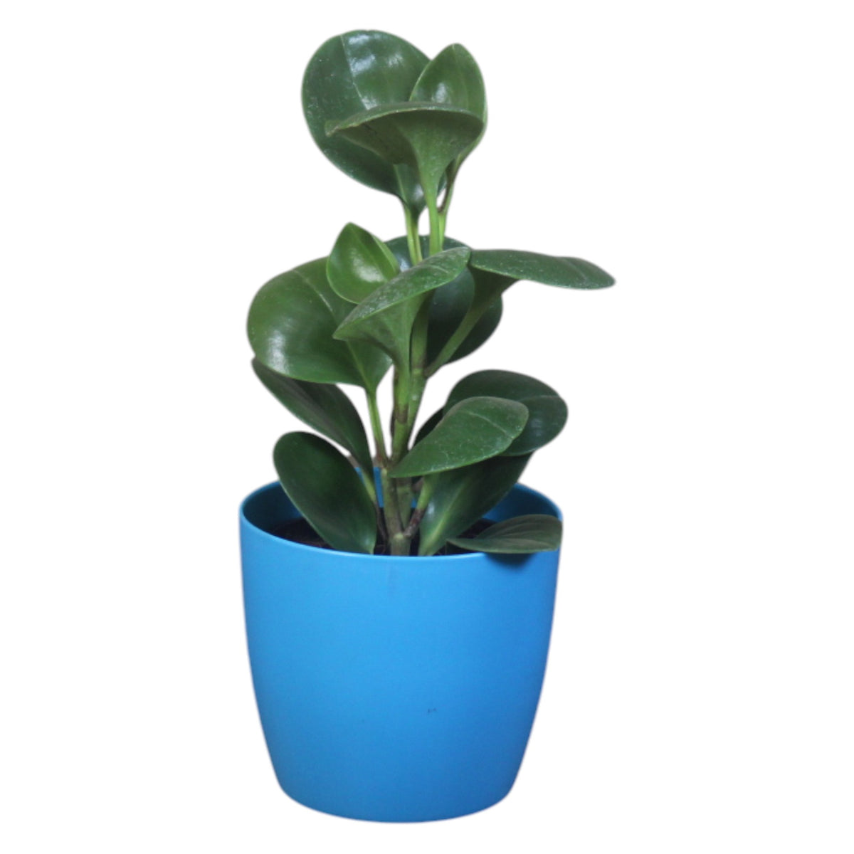 Peperomia (Green) Plant