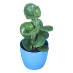 Peperomia (Green) Plant
