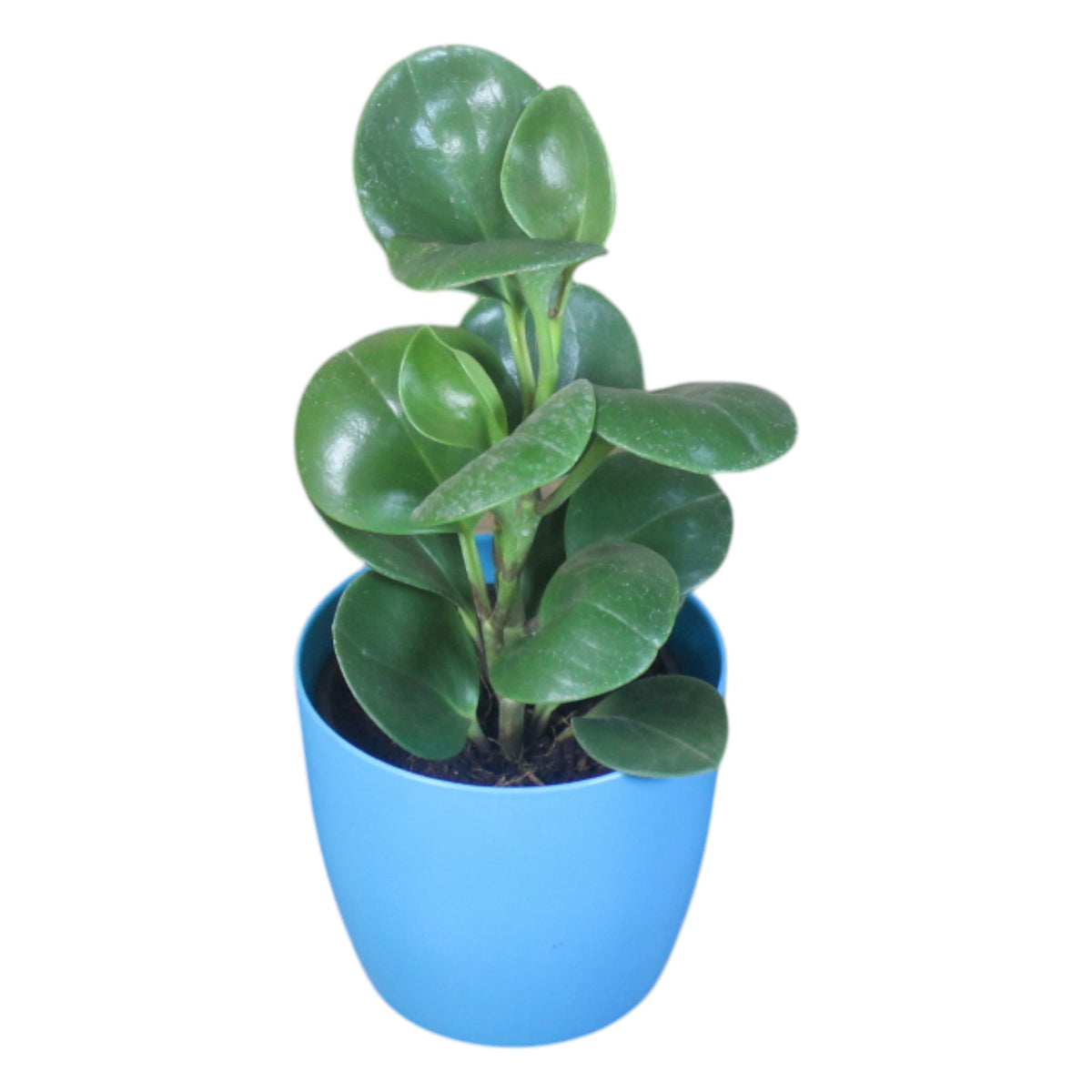 Peperomia (Green) Plant