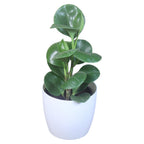 Peperomia (Green) Plant