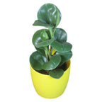 Peperomia (Green) Plant