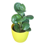 Peperomia (Green) Plant