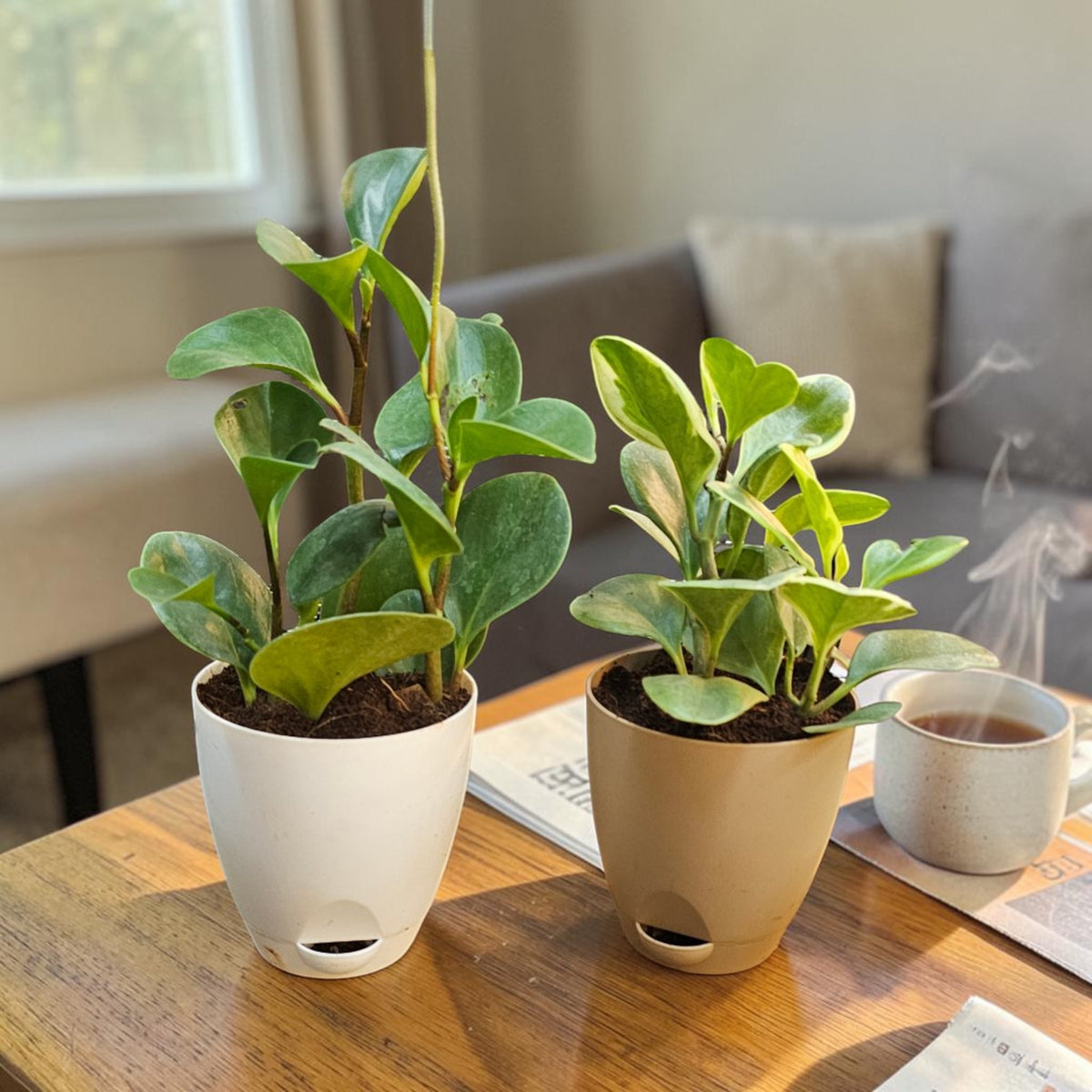 Peperomia Plant Set of 2 – Two Tones