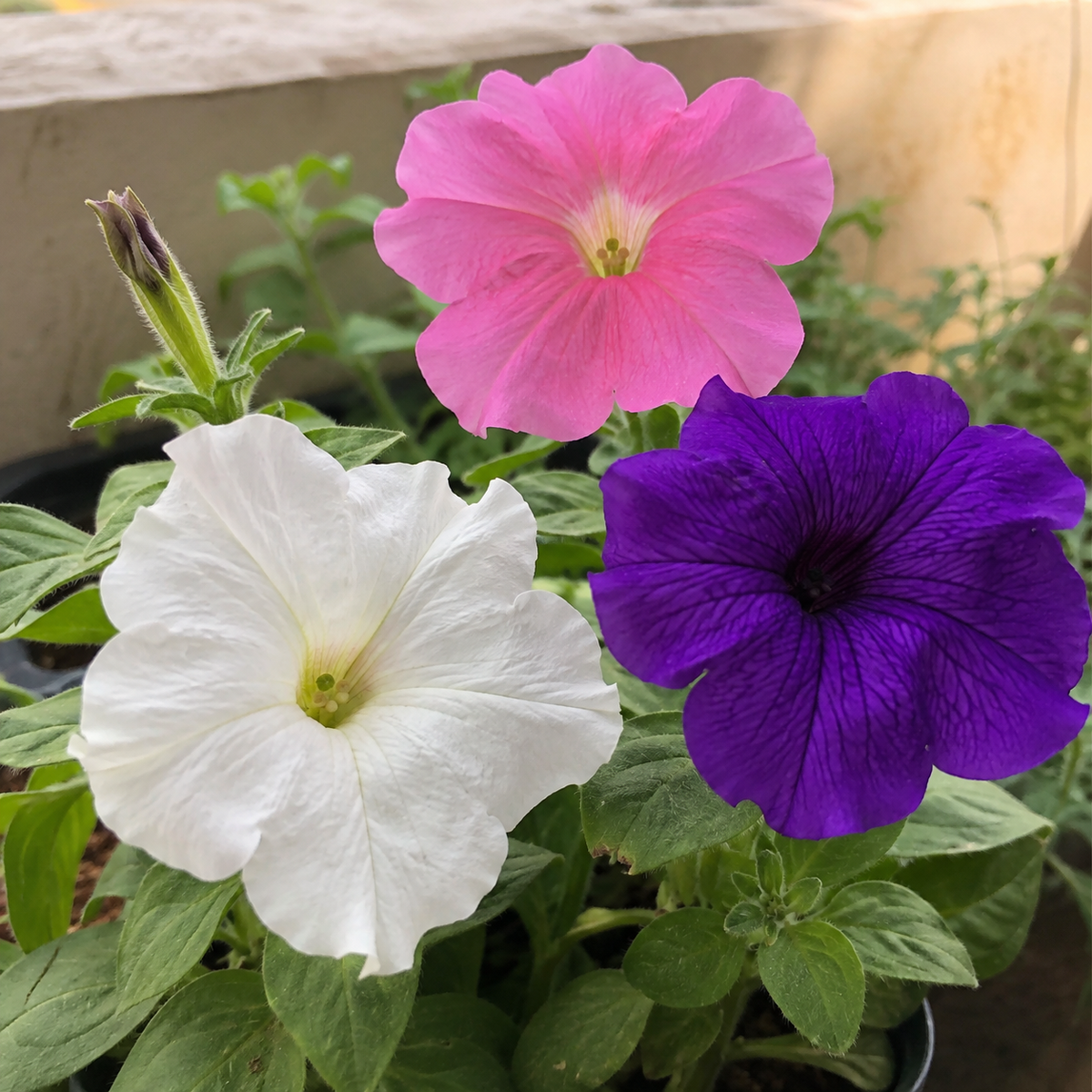 Petunia Grandiflora Mixed Colour Flower Seeds – Hybrid