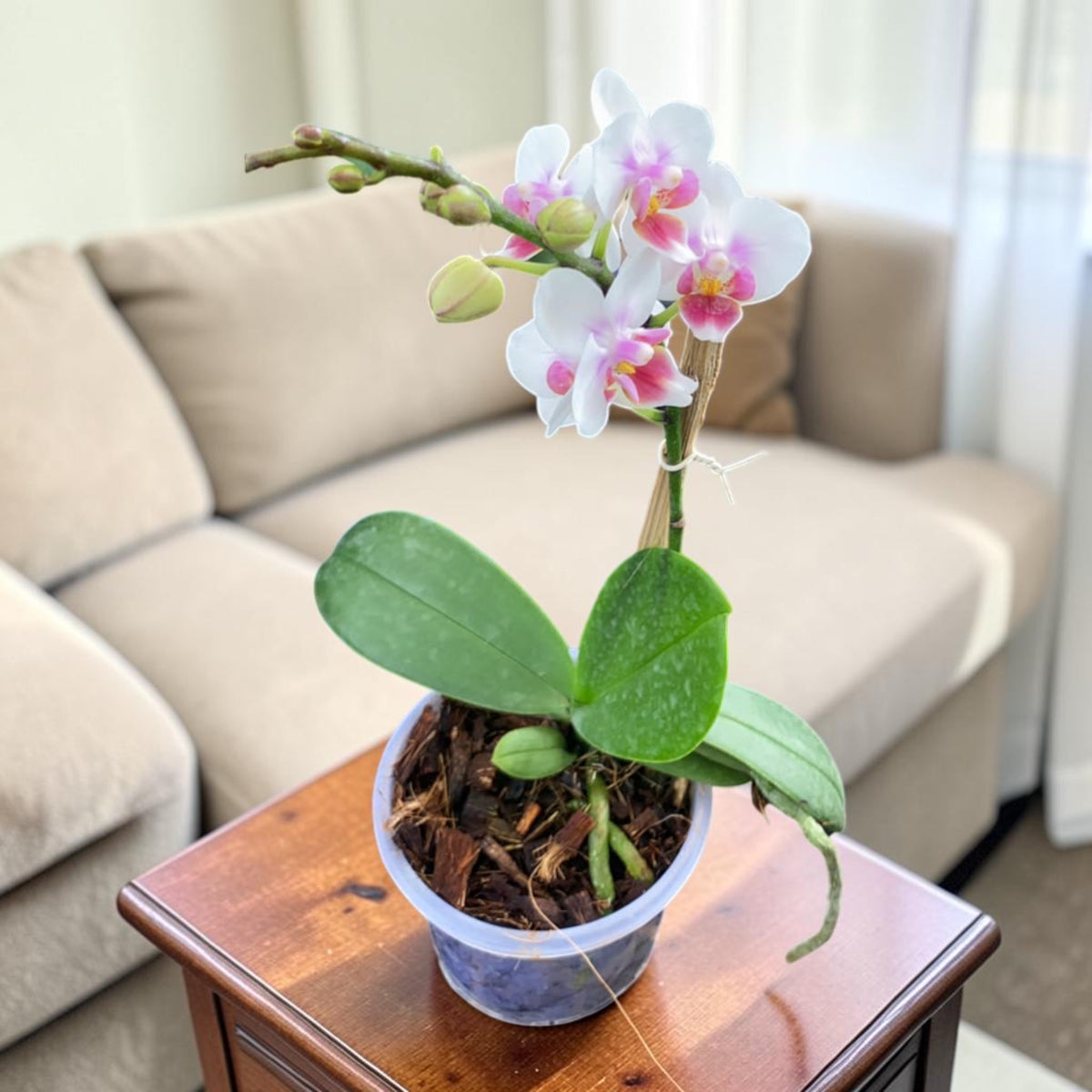 Phalaenopsis Orchid – Blush White