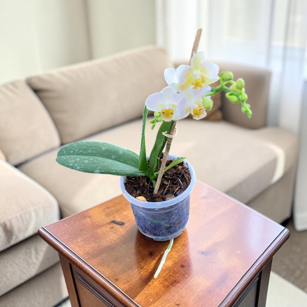 Phalaenopsis Orchid – Classic White