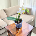 Phalaenopsis Orchid – Classic White
