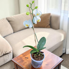 Phalaenopsis Orchid – Classic White