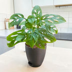 Philodendron (Broken Heart) Plant