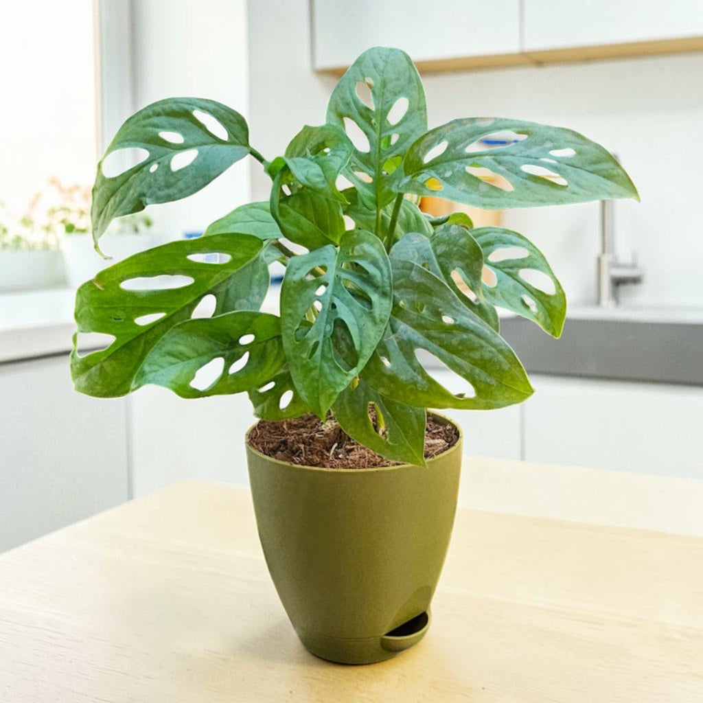 Philodendron (Broken Heart) Plant