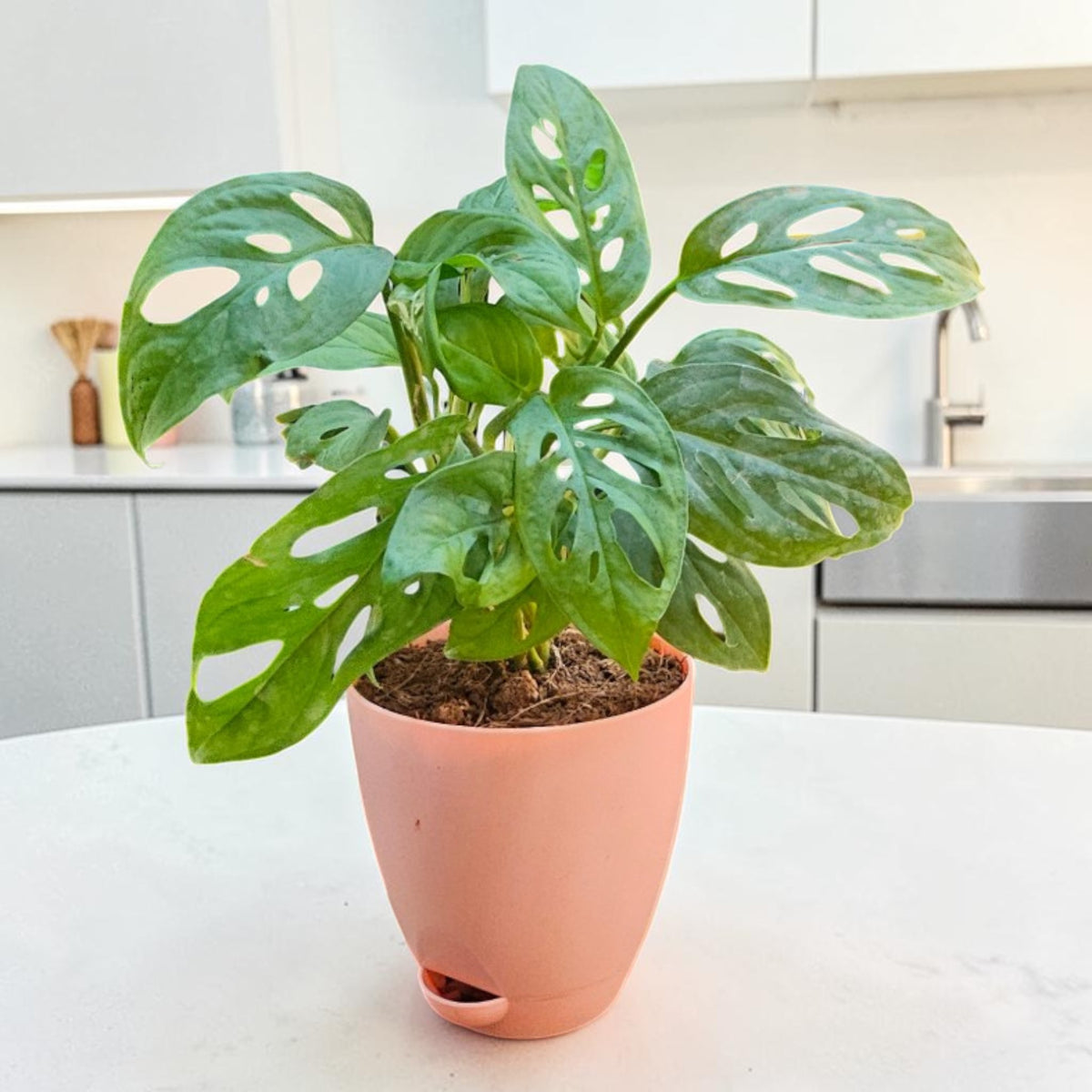 Philodendron (Broken Heart) Plant