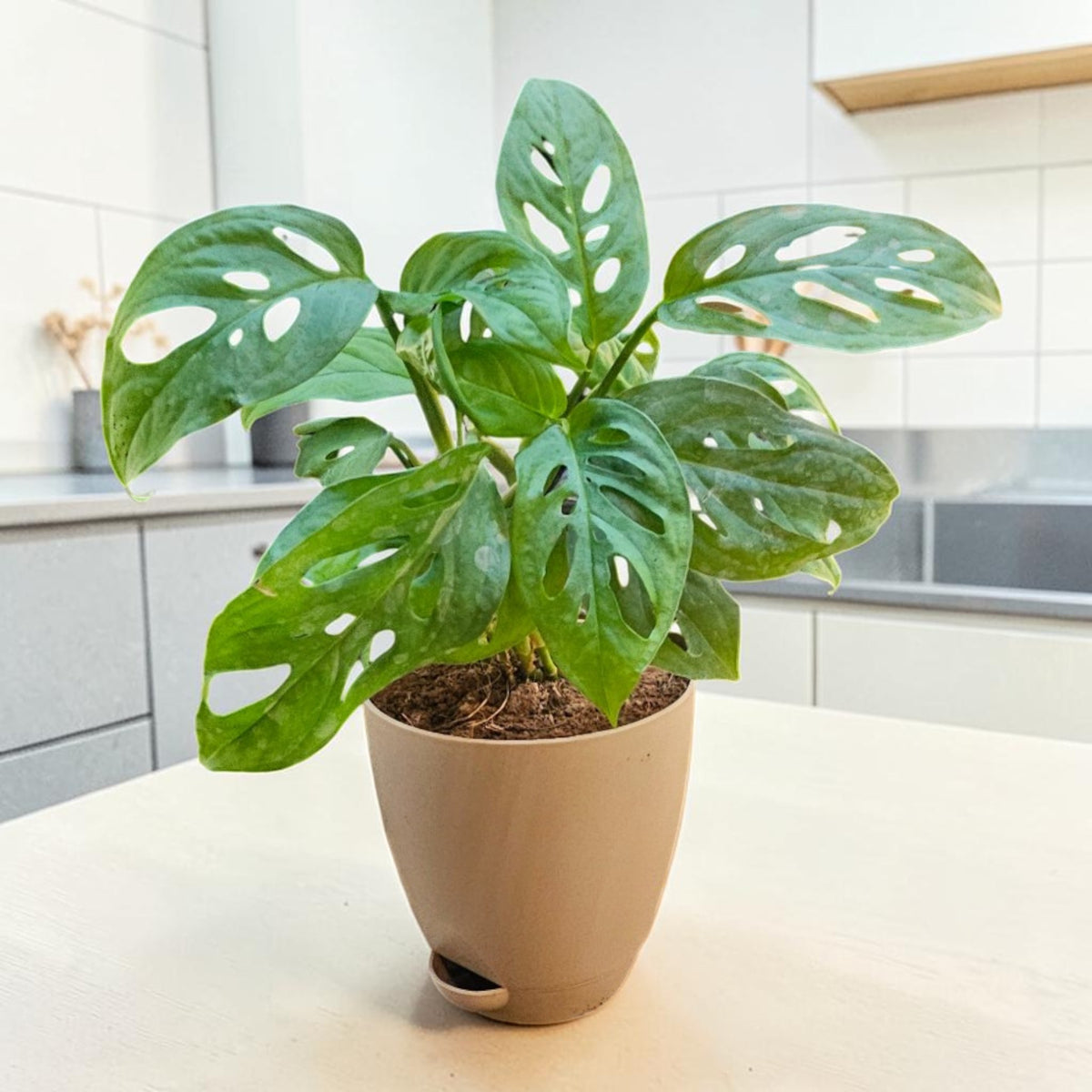 Philodendron (Broken Heart) Plant