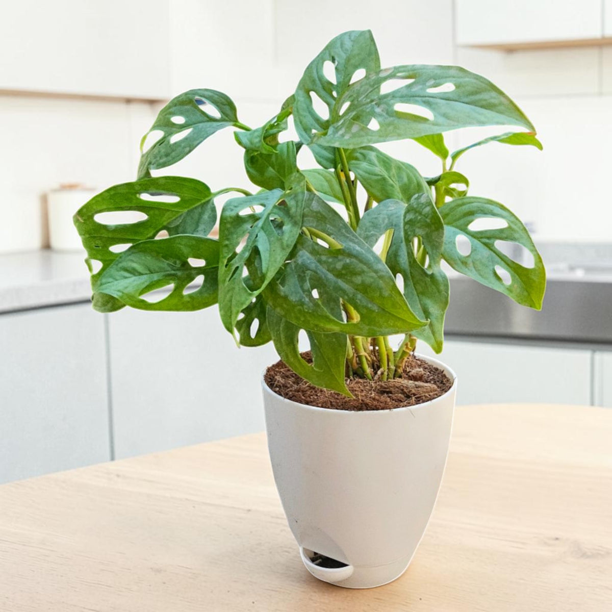 Philodendron (Broken Heart) Plant