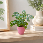 Philodendron (Broken Heart) Plant