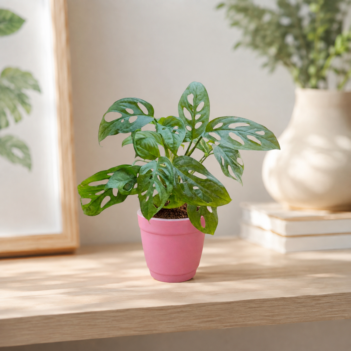Philodendron (Broken Heart) Plant
