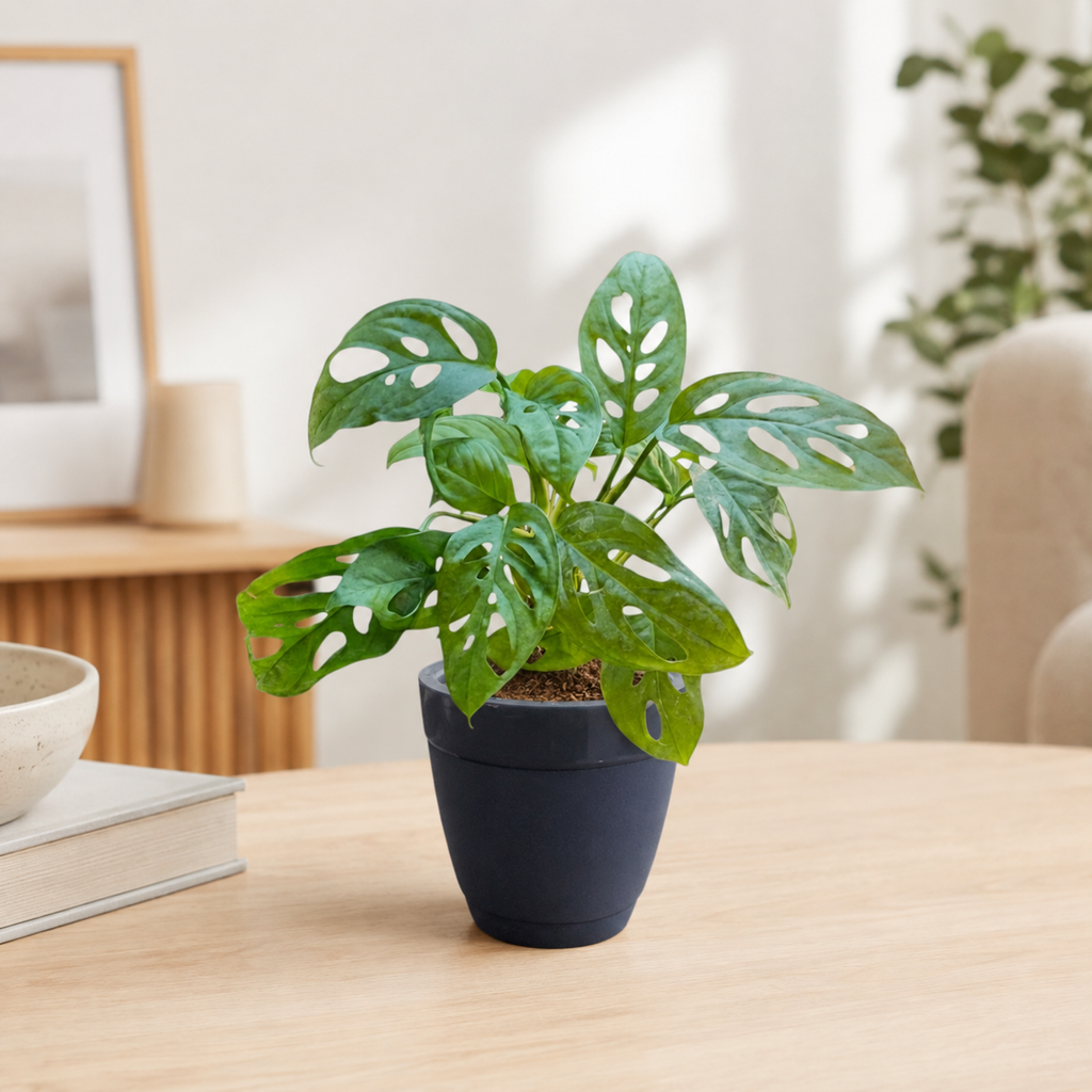 Philodendron (Broken Heart) Plant
