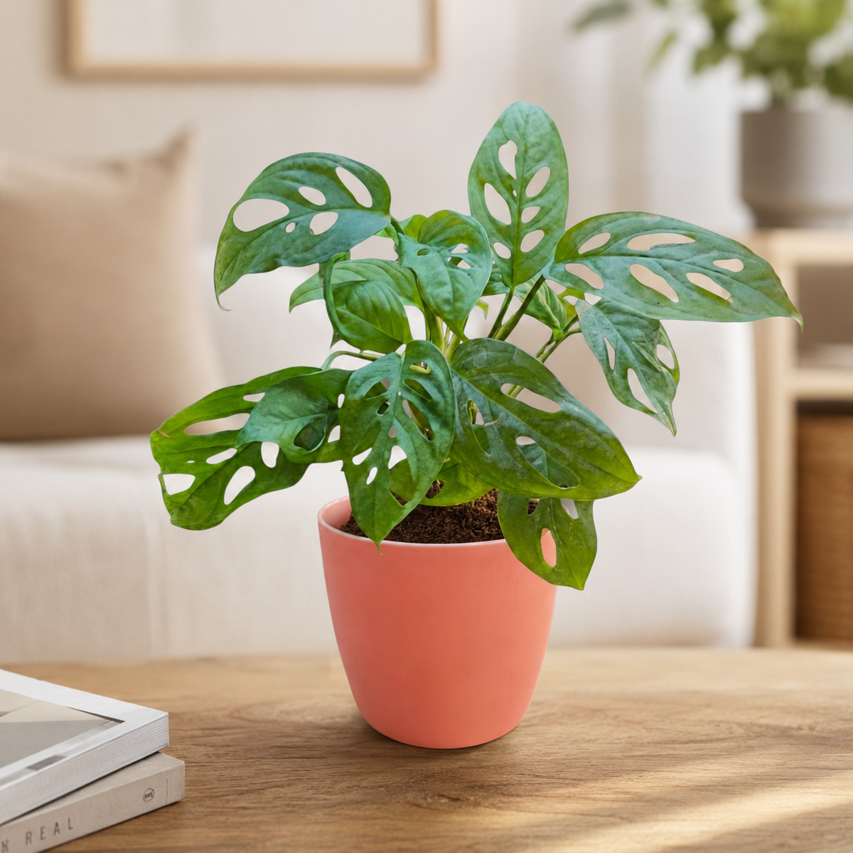 Philodendron (Broken Heart) Plant