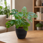 Philodendron (Broken Heart) Plant