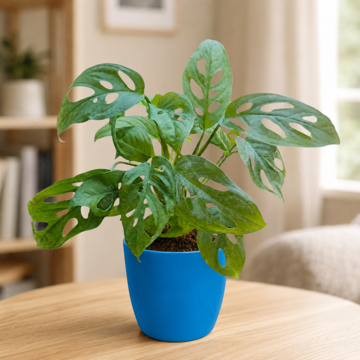 Philodendron (Broken Heart) Plant