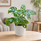 Philodendron (Broken Heart) Plant