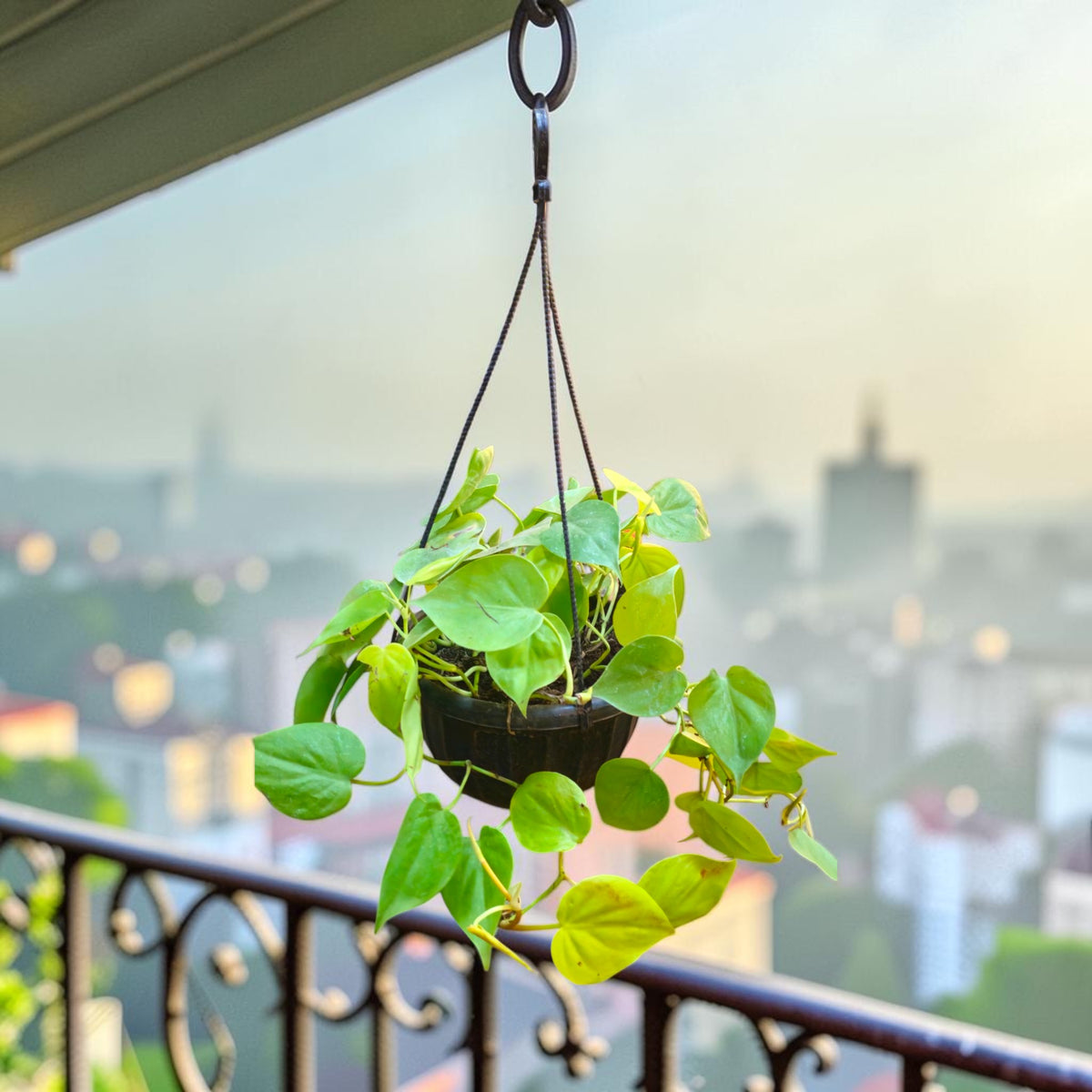 Philodendron (Golden) Hanging Basket
