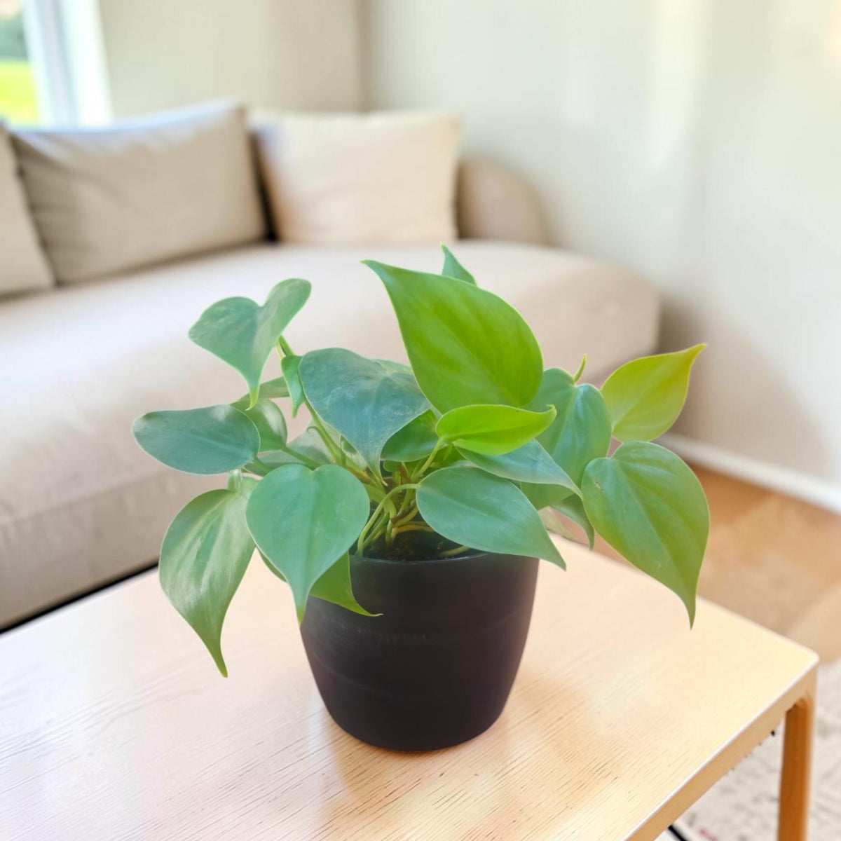 Philodendron oxycardium (Golden) Plant