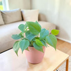 Philodendron oxycardium (Golden) Plant