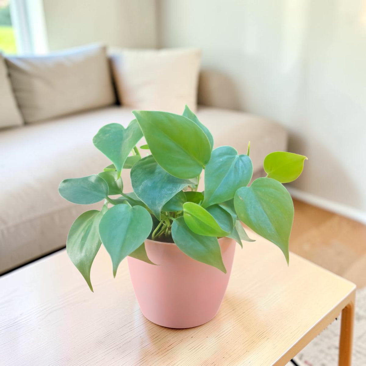 Philodendron oxycardium (Golden) Plant