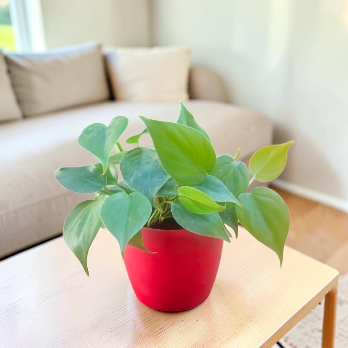 Philodendron oxycardium (Golden) Plant