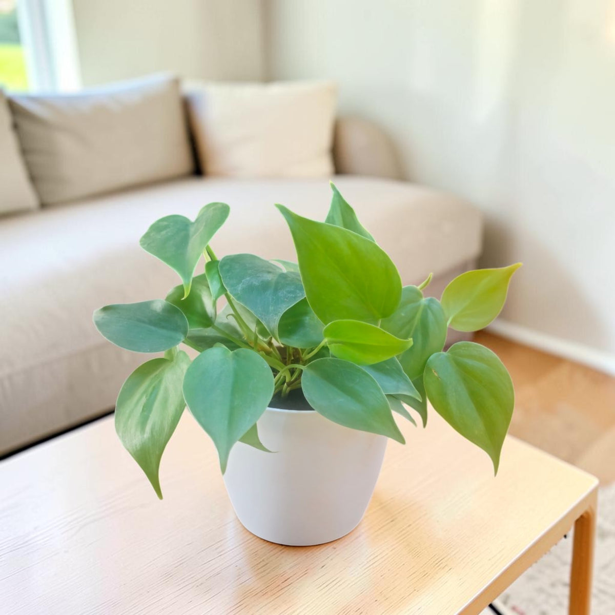 Philodendron oxycardium (Golden) Plant