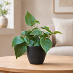 Philodendron oxycardium (Green) Plant
