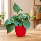 Philodendron oxycardium (Green) Plant