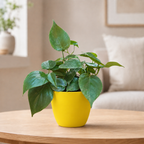 Philodendron oxycardium (Green) Plant