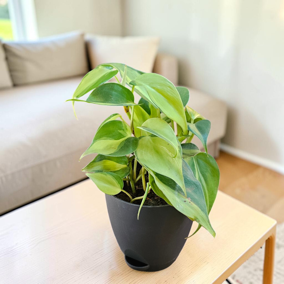 Philodendron oxycardium (Variegated) Plant