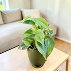 Philodendron oxycardium (Variegated) Plant