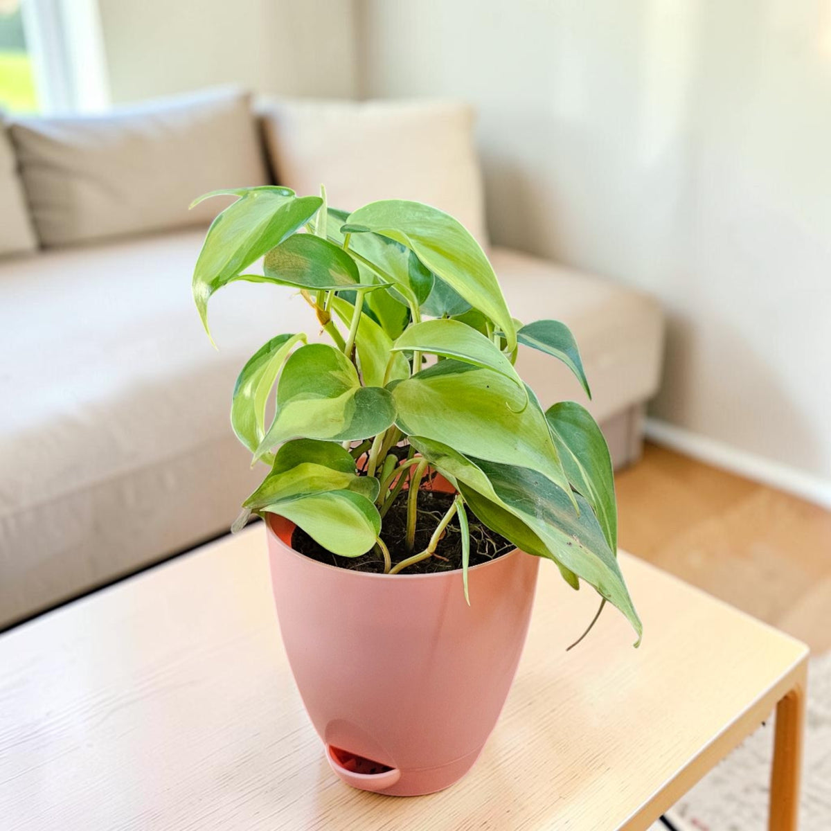 Philodendron oxycardium (Variegated) Plant