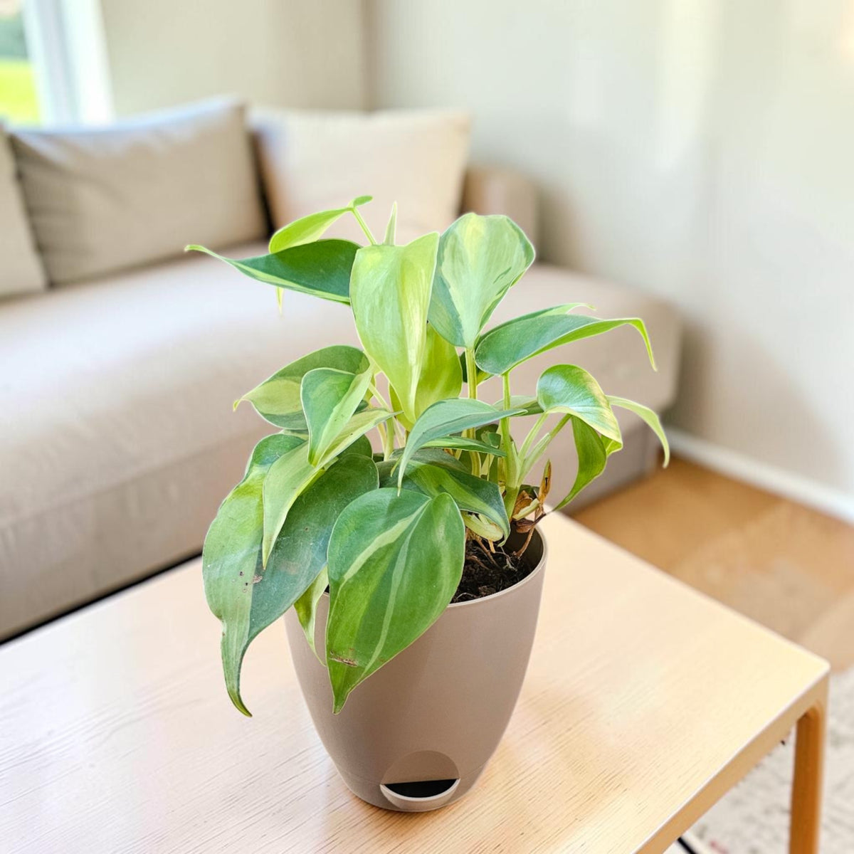 Philodendron oxycardium (Variegated) Plant