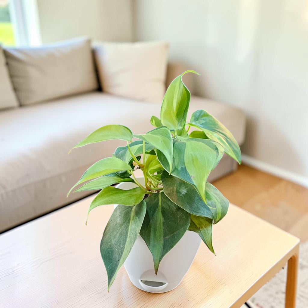 Philodendron oxycardium (Variegated) Plant