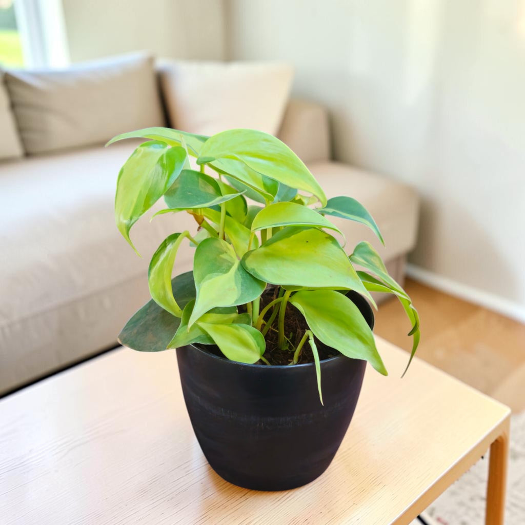 Philodendron oxycardium (Variegated) Plant