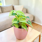 Philodendron oxycardium (Variegated) Plant