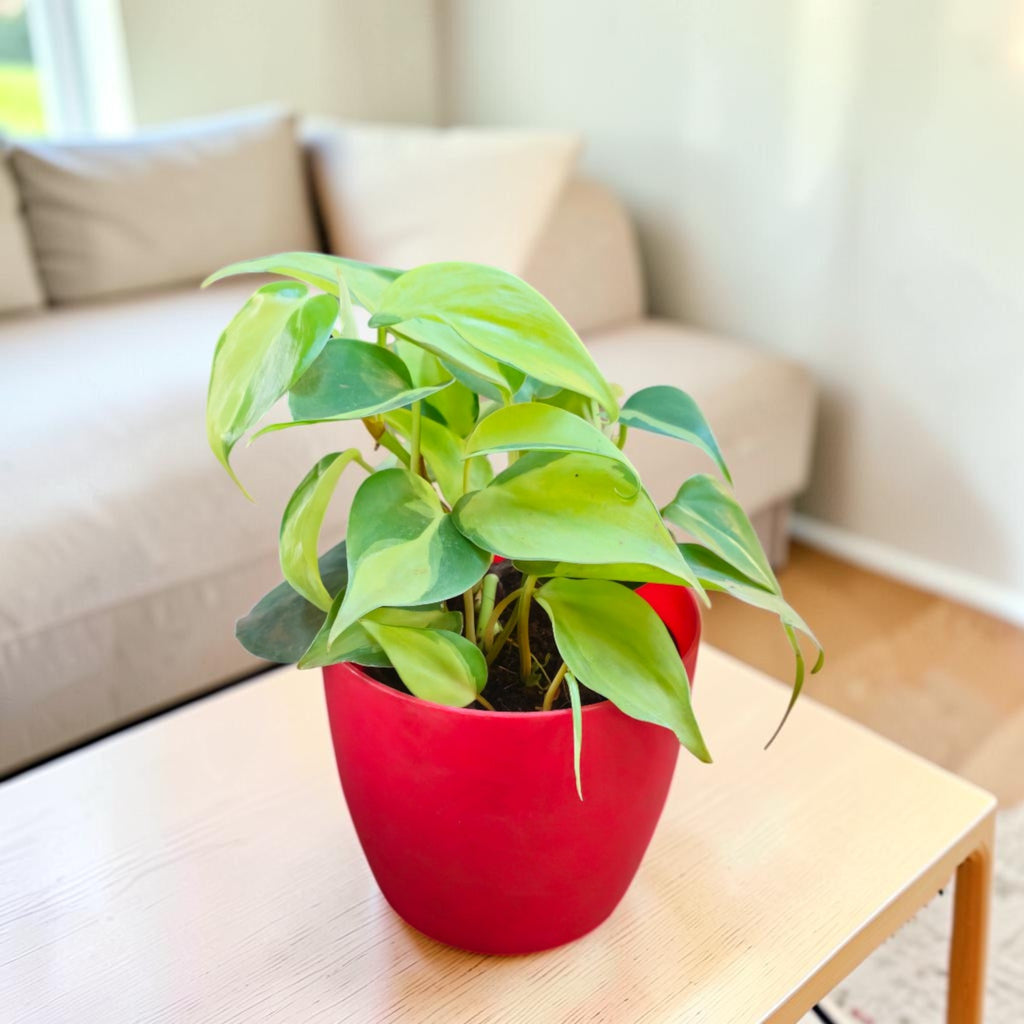 Philodendron oxycardium (Variegated) Plant