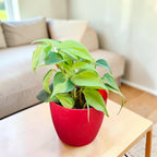 Philodendron oxycardium (Variegated) Plant