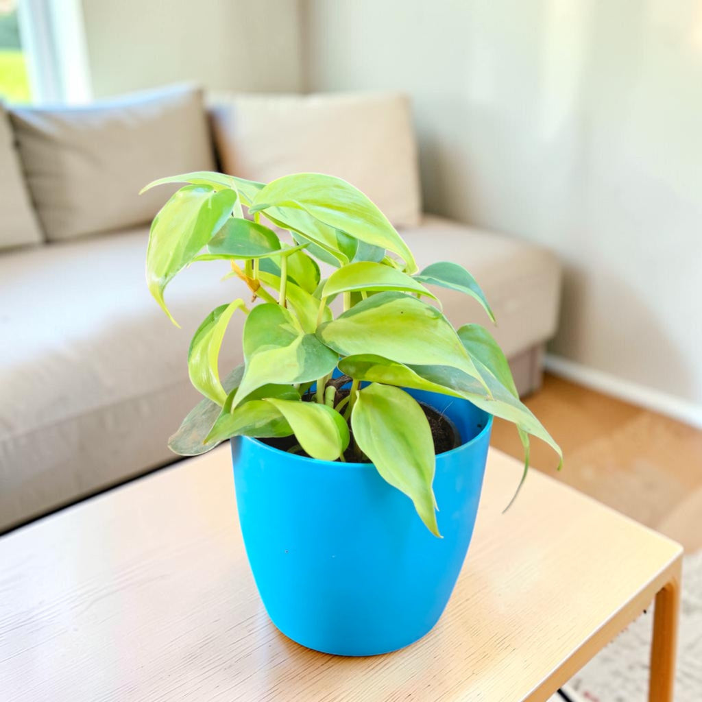 Philodendron oxycardium (Variegated) Plant