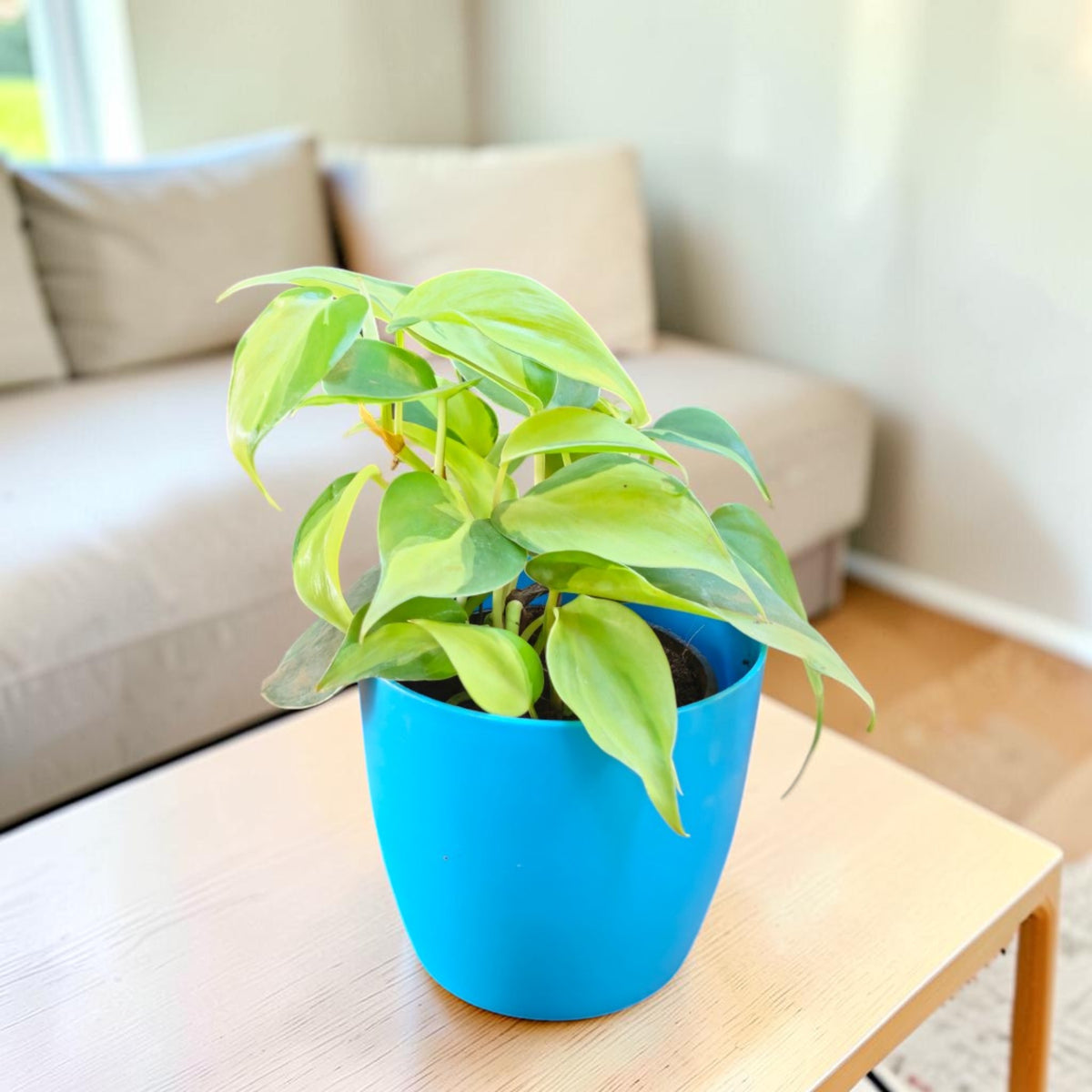 Philodendron oxycardium (Variegated) Plant