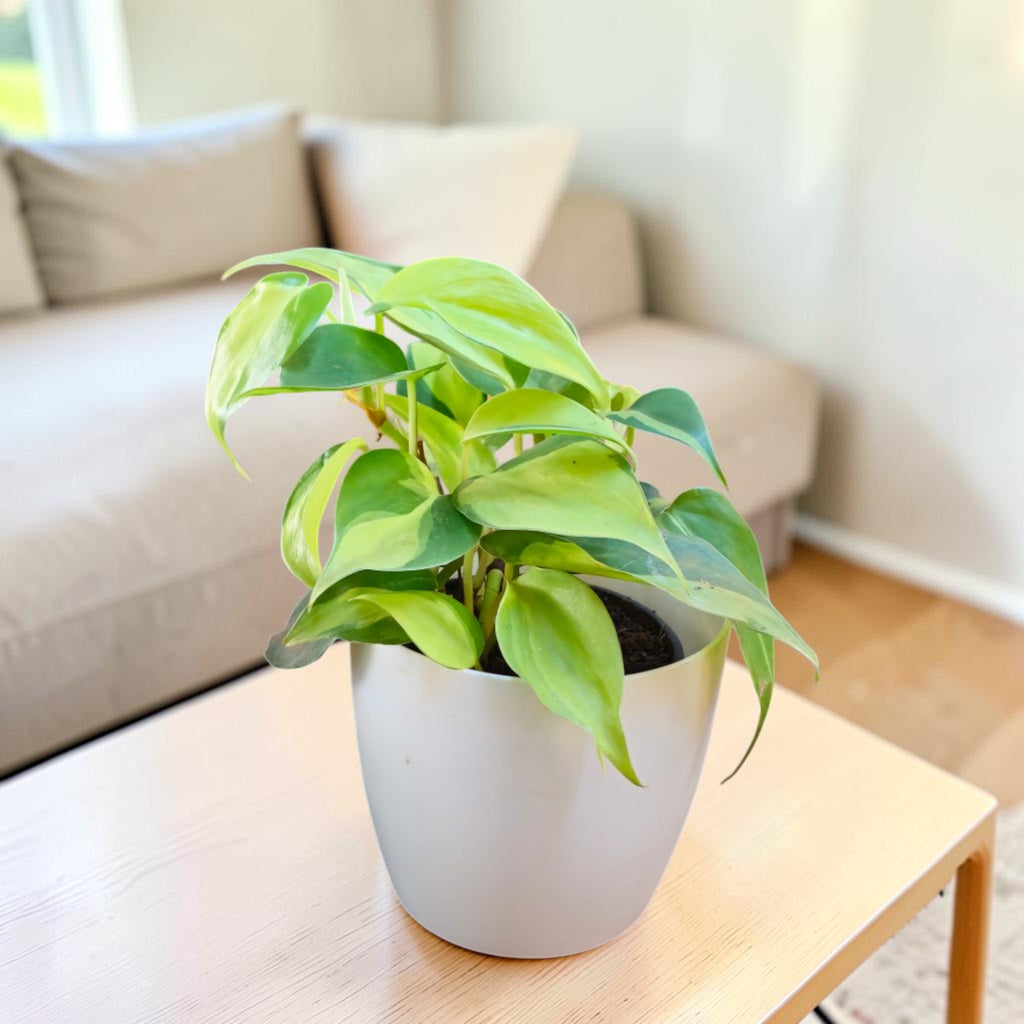 Philodendron oxycardium (Variegated) Plant