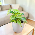 Philodendron oxycardium (Variegated) Plant